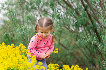 cute little girl in a pink sweater admires spring yellow flowers