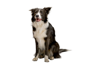 Border Collie dog on an isolated white background, alone, studio light