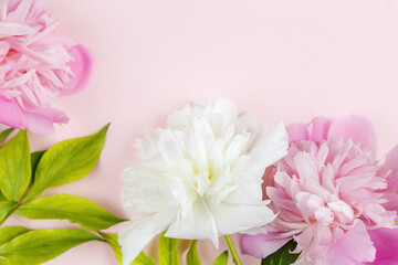 Pink and white peonies on a light pink background. Delicate floral background for cards, congratulations, calendars. Flat lay, top view floral background with empty copy space template.