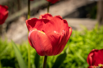 May tulips are blooming in the flower beds in the courtyards of Kronstadt.