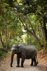 Fototapeta premium Asiatic elephant in the mid of the road, Jim Corbett National Park