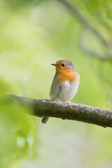 robin red breast