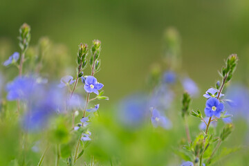 Veronica chamaedrys, the germander speedwell, bird's-eye speedwell, or cat's eyes, is an herbaceous perennial plant in  family Plantaginaceae.