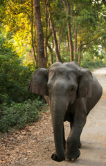 Asiatic elephant of  Jim Corbett National Park