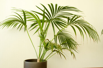 Decorative  houseplant with white wall  in the background