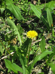Obraz premium yellow dandelion in green grass