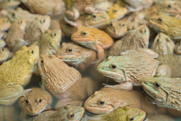 The raising frogs in pond