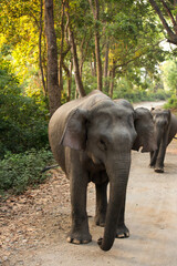 Fototapeta premium Asiatic elephants coming towards the vechile, Jim Corbett National Park