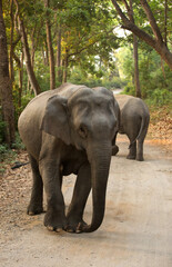 Closeup of Asiatic elephant at Jim Corbett National Park