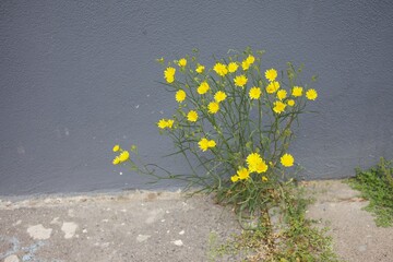 yellow small flowers growing from the side walk in urban environment