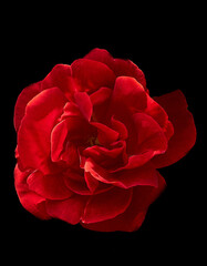 Flowers on a black background. Isolated flowers.