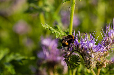 Polne fioletowe kwiaty. Zaüylanie. Zbieranie naktaru przez owady. Drobne płatki. Dzika roslinnosc. Odpoczynek na lonie natury. Dlugie preciki kwiatu. Pole pod lasem. Tereny wiejskie. © ff25