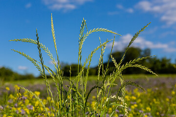 Źdźbła trawy. Wysokie lodygi. Pojedyncze sztuki. Pastwisko dla zwierzat. Duze zblizenie trawy. Dzika roslinnosc. Wysoka trawa. Kolorowe kwiaty w tle. © ff25