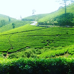 rice terraces in bali