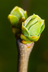 Lilac bud