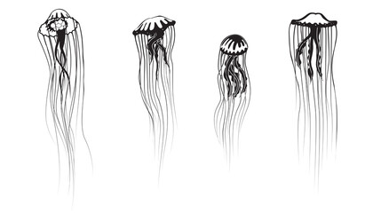 Vector set of jellyfish chrysaora isolated on white background.
