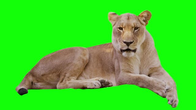 Lioness yawning  on greenscreen. Shot with Red camera. 