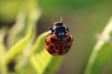 Eyed Ladybird Anatis ocellata . Ladybug preparing to fly from green leaf of bird cherry tree in sunny day