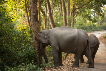 Asiatic elephants rubbing its trunk on the tree, Jim Corbett National Park