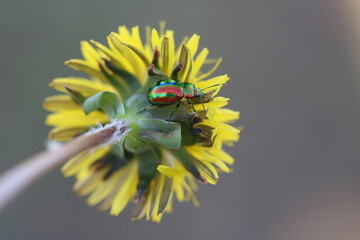Shiny small bug. Tiny, but extremely bright - Dead Nettle beetle chrysolina fastuosa on dandelion flower