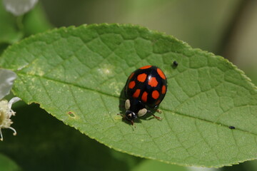 Multicolored black and red Asian Lady Beetle Harmonia axyridis on leaf macro