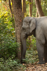 Fototapeta premium Asiatic elephant rubbing its trunk on the tree, Jim Corbett National Park