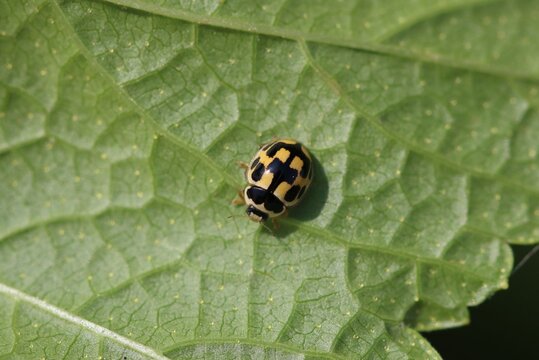 Close up of the 14-spotted ladybird, propylea quatuordecimpunctata on the leaf