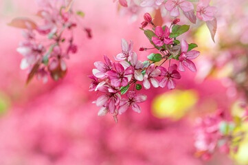magnificent blooming Paradise Apple tree