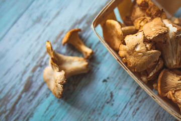 Chanterelle mushrooms, Raw wild chanterelles mushroom on rustic background close-up. Organic Fresh chanterelle on a table. Mushrooms chanterelle on table. Raw wild mushrooms chanterelles. 