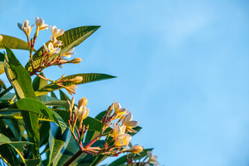 Yellow and white frangipani flowers on a branch with leaves on a background of blue sky