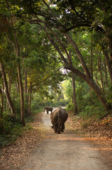 Elephants in the mid of beautiful dense sal tree,  Jim Corbett National Park