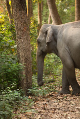 Fototapeta premium Closeup of elephant at Jim Corbett National Park