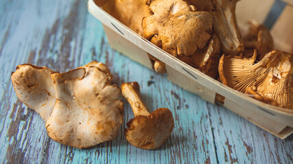 Chanterelle mushrooms, Raw wild chanterelles mushroom on rustic background close-up. Organic Fresh chanterelle on a table. Mushrooms chanterelle on table. Raw wild mushrooms chanterelles. 