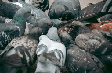 A flock of pigeons eats on the street