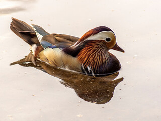 kaczor © Henryk Olszewski