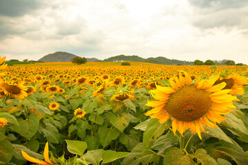 field of sunflowers