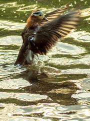 kaczor © Henryk Olszewski