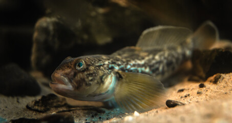 Fototapeta premium Round goby (Neogobius melanostomus) in an underwater environment, close-up