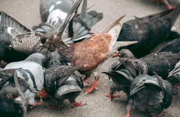 A flock of pigeons eats on the street