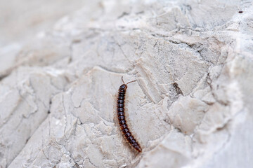 Little centipede  or millipede, oxidus gracilis, crawling at full speed on a lonely and steep white rock
