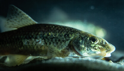 Danube gudgeon (Gobio obtusirostris, formerly Gobio gobio) in an underwater environment, close-up