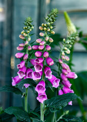 Obraz premium Pink purple common foxglove Digitalis purpurea fairy fingers in summer cottage garden