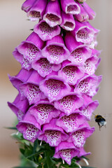 Pink purple common foxglove Digitalis purpurea fairy fingers in summer cottage garden