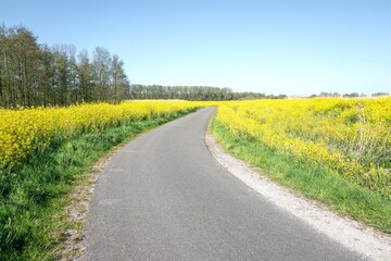 Road in nature reserve The Vlietlanden in Leidschendam, The Netherlands, with colza flowers (rapeseed) in the springtime.