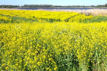 Dyke with rapeseed or Brassica napus flowers, colza flowers, blooming in the Vlietlanden in Leidschendam, The Netherlands.