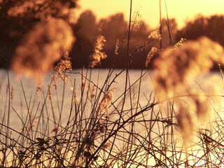 Obraz premium Little reeds in the glow of the sunset