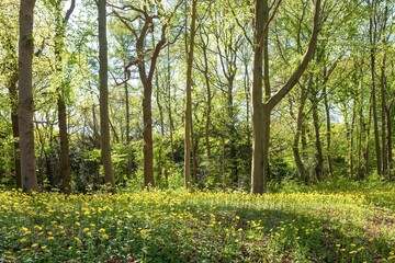 Doronicum orientale (Leopard's Bane) - spring flowers in a forest.