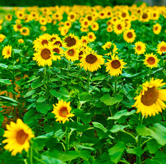 Fototapeta premium sunflower field in summer