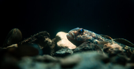Round goby (Neogobius melanostomus) in an underwater environment, close-up