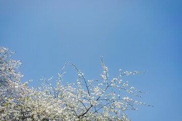 Prunus cerasus tree in the springtime with text or copy space.